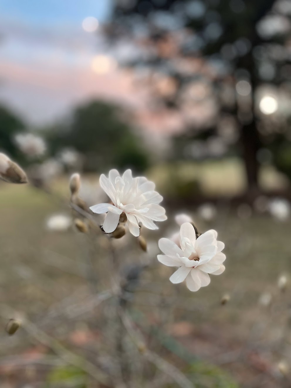 Cherry Blossoms and Messages on&nbsp;Walls